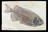 Beautiful Fossil Fish (Phareodus) - Wyoming #163415-1